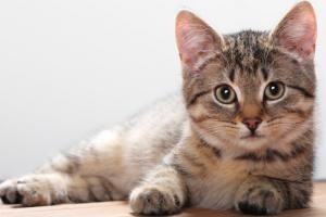Macskák alsó húgyúti megbetegedései