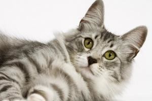 Amit a cicák ivartalanításáról tudni érdemes