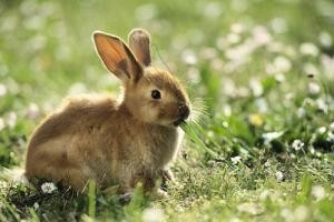 Über das Halten und die Fütterung der, aus Vergnügen gehaltenen Kaninchen